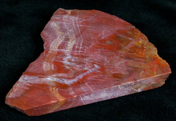 Red Araucaria Petrified Wood Slab #6825